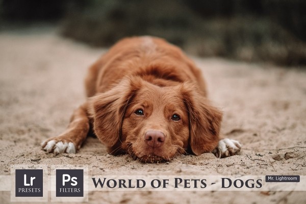 World of Pets Dogs Lightroom Presets - Graphic Designs